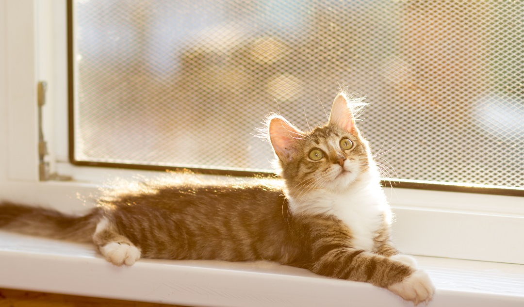 Mosquiteras para gatos: Protege a tus mascotas de forma eficiente 