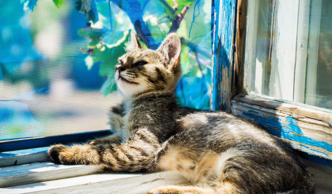 Cómo proteger a las mascotas de las caídas desde ventanas? Mosquiteras para  gatos como alternativa a una red de protección, Blog